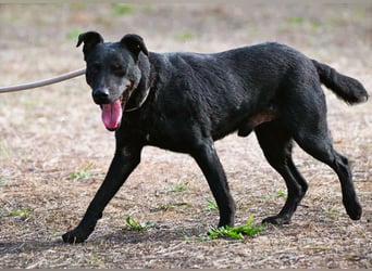 Matteus – ein sanfter Begleiter