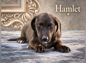 Hamlet – bereit für sein Zuhause