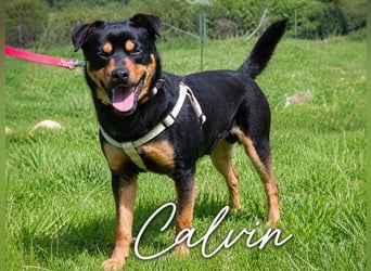 Calvin - ein sanfter Freund