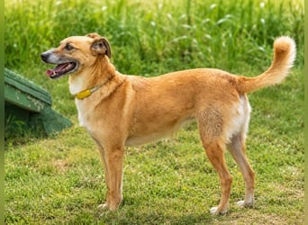 Sunny – lebensfrohe Hündin sucht ihre Menschen