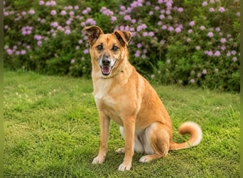 Sunny – lebensfrohe Hündin sucht ihre Menschen
