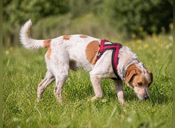 Amigo - möchte wieder dazugehören