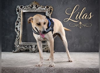 Lilas - Freundin fürs Leben