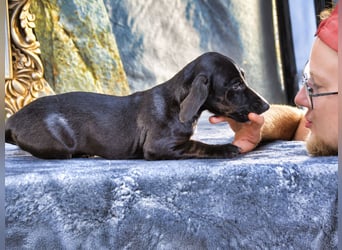 Ophelia – kleine Pfoten suchen ihren Platz