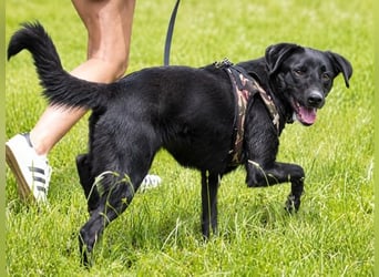 Dama - treue Begleiterin möchte wieder ankommen