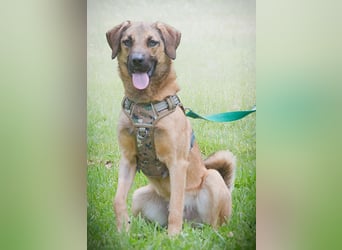 Sweet – junger Wirbelwind mit Herz