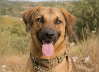 Sweet – fröhlicher Jungspund sucht seine Menschen