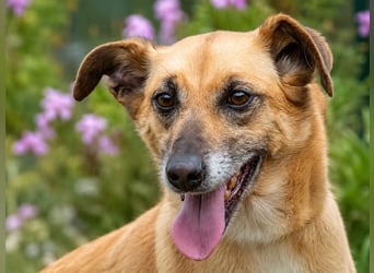 Sunny – lebensfrohe Hündin sucht ihre Menschen