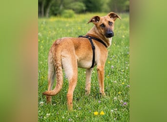 Delano - voller Charme und Lebensfreude