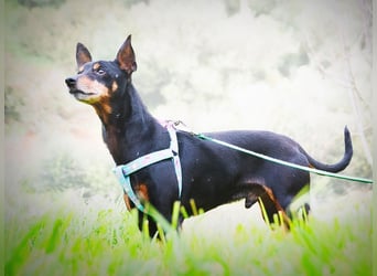 Lucio - ein freundlicher Begleiter