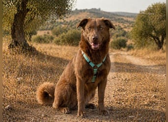 Amendoa - ein kesses Mädchen