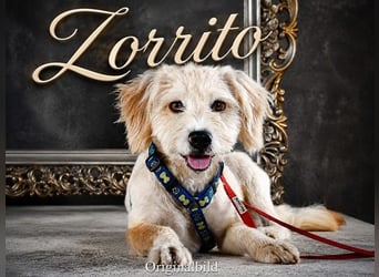 Zorrito - kleiner Mann sucht seine Menschen