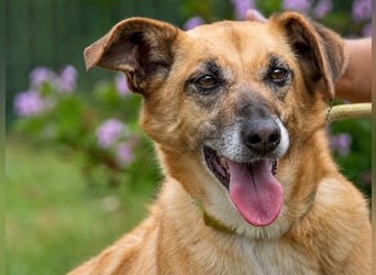 Sunny – lebensfrohe Hündin sucht ihre Menschen