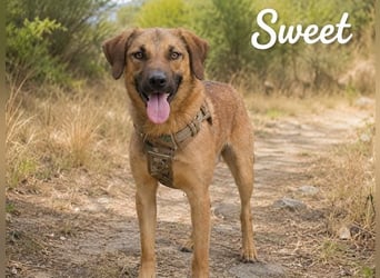 Sweet – fröhlicher Jungspund sucht seine Menschen