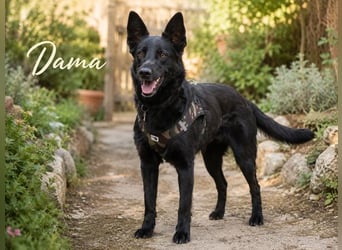 Dama - treue Begleiterin möchte wieder ankommen