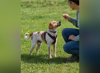 Amigo - möchte wieder dazugehören