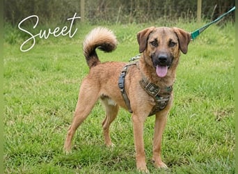 Sweet – junger Wirbelwind mit Herz