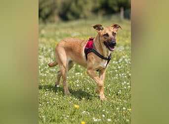 Delano - voller Charme und Lebensfreude