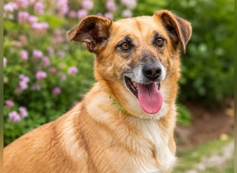 Sunny – lebensfrohe Hündin sucht ihre Menschen