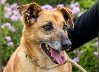 Sunny – lebensfrohe Hündin sucht ihre Menschen