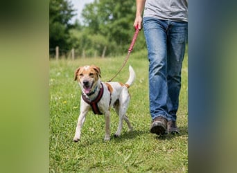 Amigo - möchte wieder dazugehören