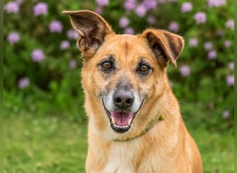 Sunny – lebensfrohe Hündin sucht ihre Menschen