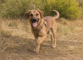 Sweet – fröhlicher Jungspund sucht seine Menschen