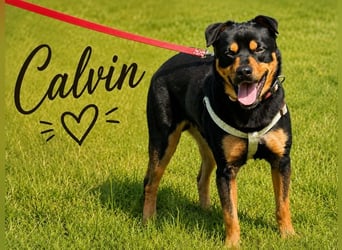 Calvin - sensibler Schatz möchte ankommen