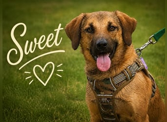 Sweet – fröhlicher Jungspund