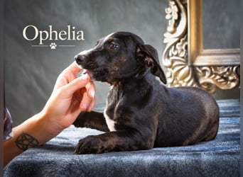Ophelia – kleine Pfoten suchen ihren Platz