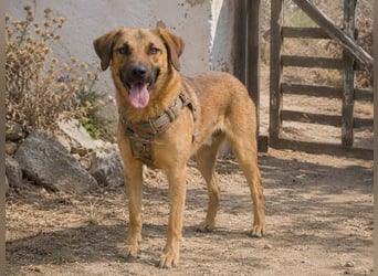 Sweet – fröhlicher Jungspund sucht seine Menschen