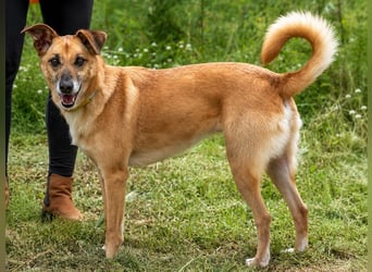 Sunny – lebensfrohe Hündin sucht ihre Menschen