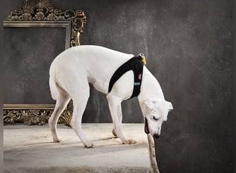 Lavanda - sucht ihr Glück