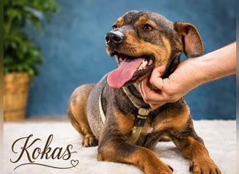 Kokas - freundlicher Bursche