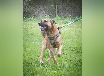 Sweet – junger Wirbelwind mit Herz