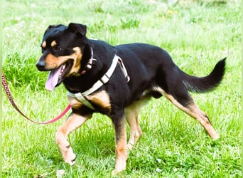 Calvin - ein sanfter Freund