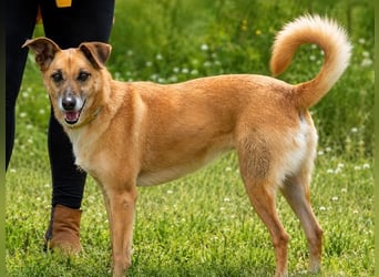 Sunny – lebensfrohe Hündin sucht ihre Menschen