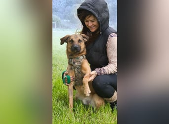 Sweet – junger Wirbelwind mit Herz