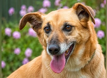 Sunny – lebensfrohe Hündin sucht ihre Menschen
