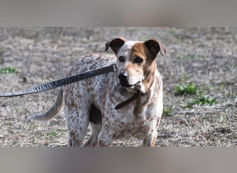 Duke – ein Schatz mit Handicap