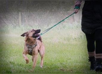 Sweet – junger Wirbelwind mit Herz