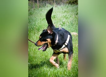 Calvin - ein sanfter Freund