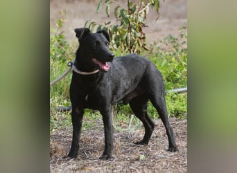 Matteus – ein sanfter Begleiter