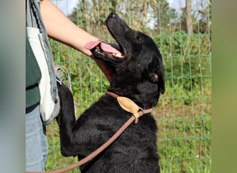 Matteus – ein sanfter Begleiter