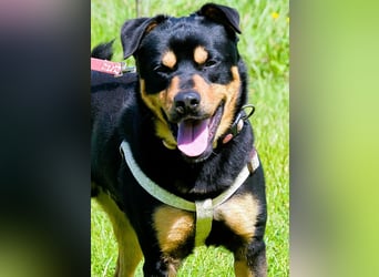 Calvin - ein sanfter Freund