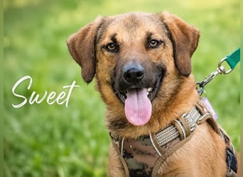 Sweet – fröhlicher Jungspund sucht seine Menschen