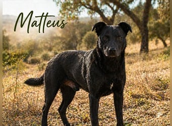 Matteus – ein sanfter Begleiter