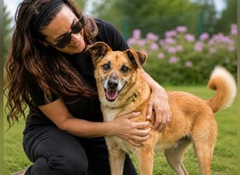 Sunny – lebensfrohe Hündin sucht ihre Menschen