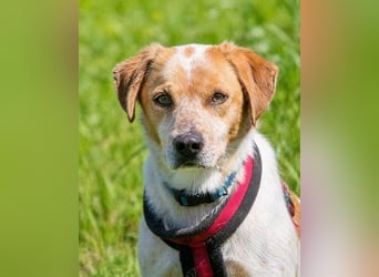 Amigo - möchte wieder dazugehören