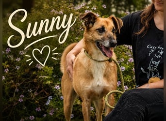 Sunny – lebensfrohe Hündin sucht ihre Menschen